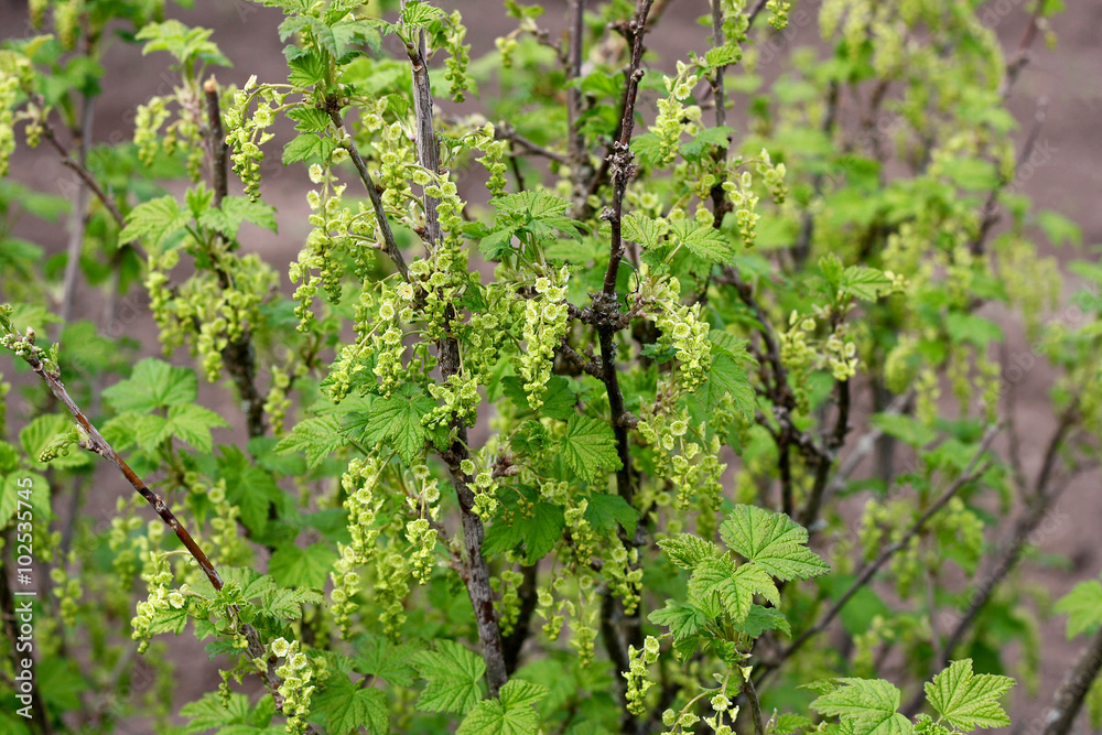 Naklejka premium The flowering currant Bush.