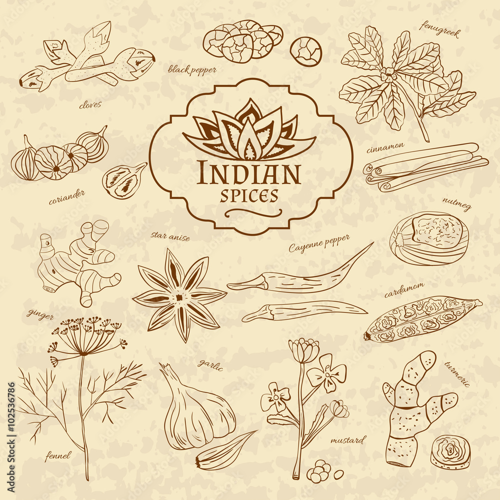 Set of spices and herbs cuisines of India on old paper in vintage style. Vector