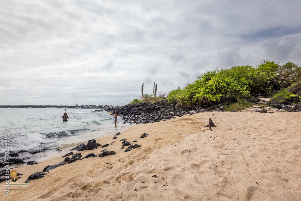 Puerto Chino Beach ,Galapagos with marine iguana Puerto Chino Beach ,Galapagos with marine iguana