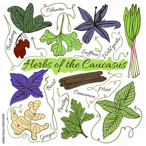 Colorful insulated set of local hand drawn herbs and spices dishes of the world on white background. The indicating arrows. The Caucasus. Vector