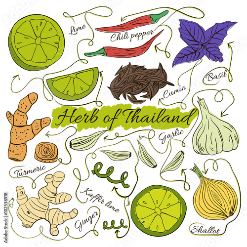 Colorful insulated set of local hand drawn herbs and spices dishes of the world on white background. Thailand. Vector