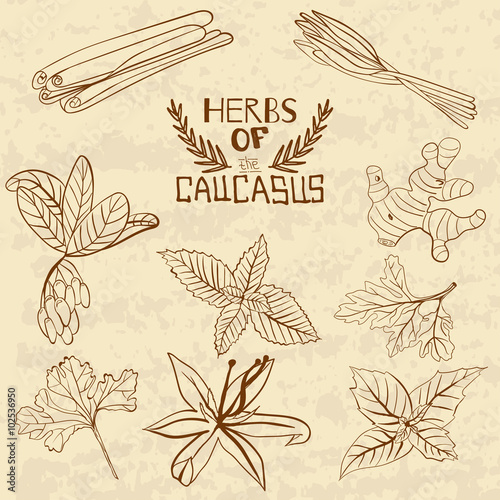 Spices Of The Caucasus. A collection of distinctive herbs and spices of the Caucasus.