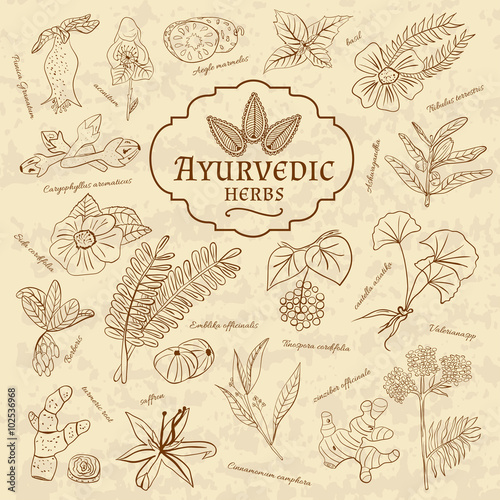 Retro illustration of Ayurvedic herbs. Set of web elements