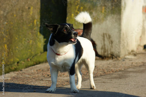 little dog with black spots