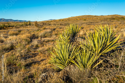 Arizona desert landscapes.