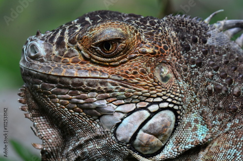 A close up portrait of an iguana