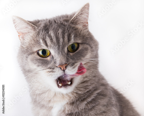 The head of the licking lips gray cat. A close up on a white background