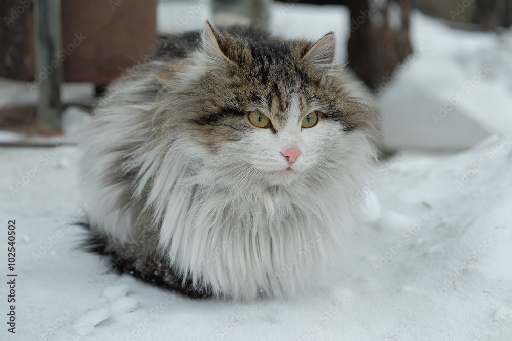Brown and white cat, green eyes, long haired, siberian breed