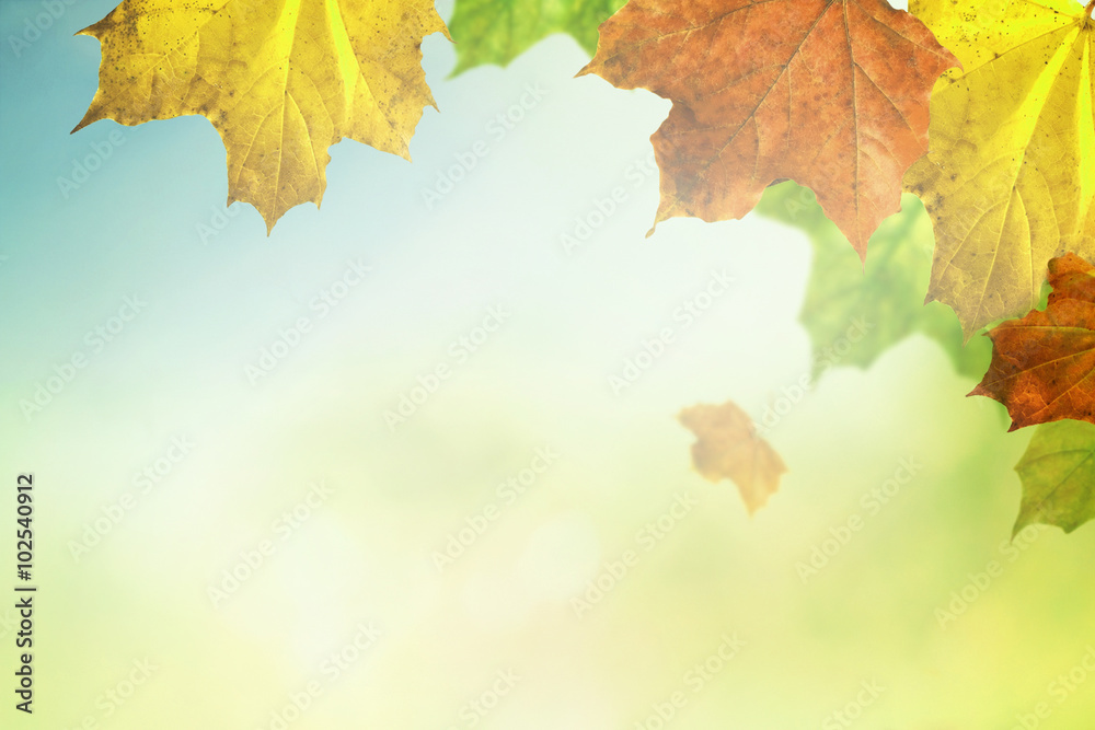 Maple leaves Maple leaves