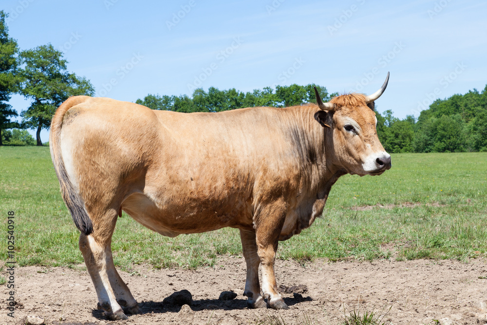 Side view of a brown Parthenais or Partenaise beef cow in a pasture in sunshine - cattle breeds series Side view of a brown Parthenais or Partenaise beef cow in a pasture in sunshine - cattle breeds series