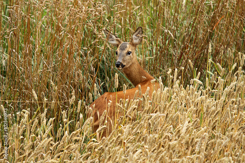 Weibliches Rehwild am Feldrand im hohen Gras im Sommer photo