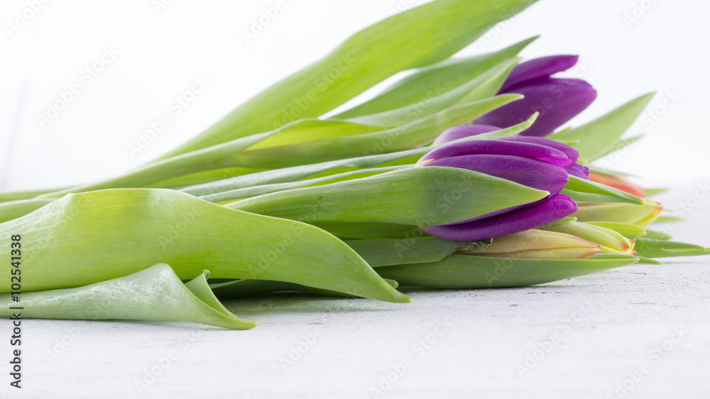 Obraz premium Bund Tulpen