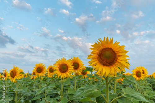 Sunflowers on the field early summer morning