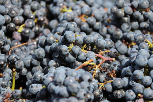 Cépage merlot - Vendanges