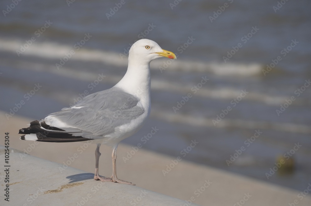 Fototapeta premium Seagull at sea