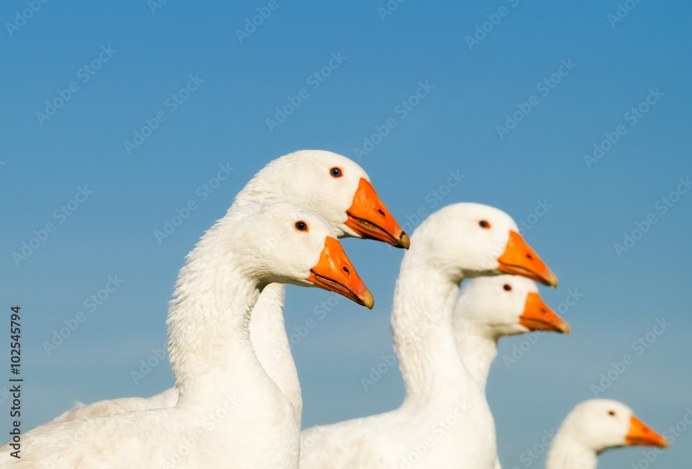 Gänsezucht - Gänse vor blauem Himmel, Bildausschnitt Gänsezucht - Gänse vor blauem Himmel, Bildausschnitt