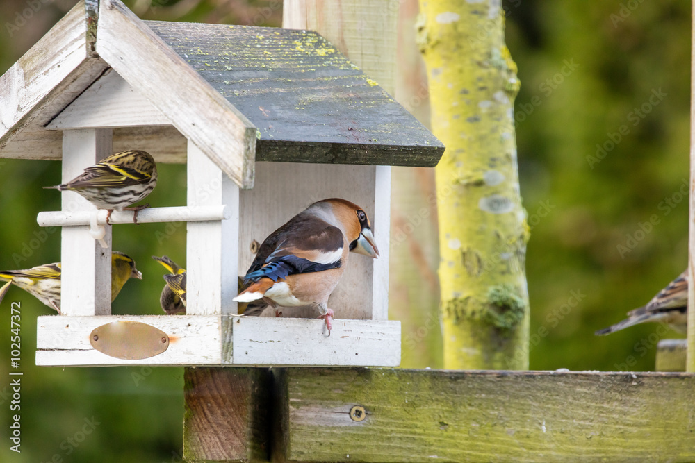 Fototapeta premium zeisig und kernbeißer