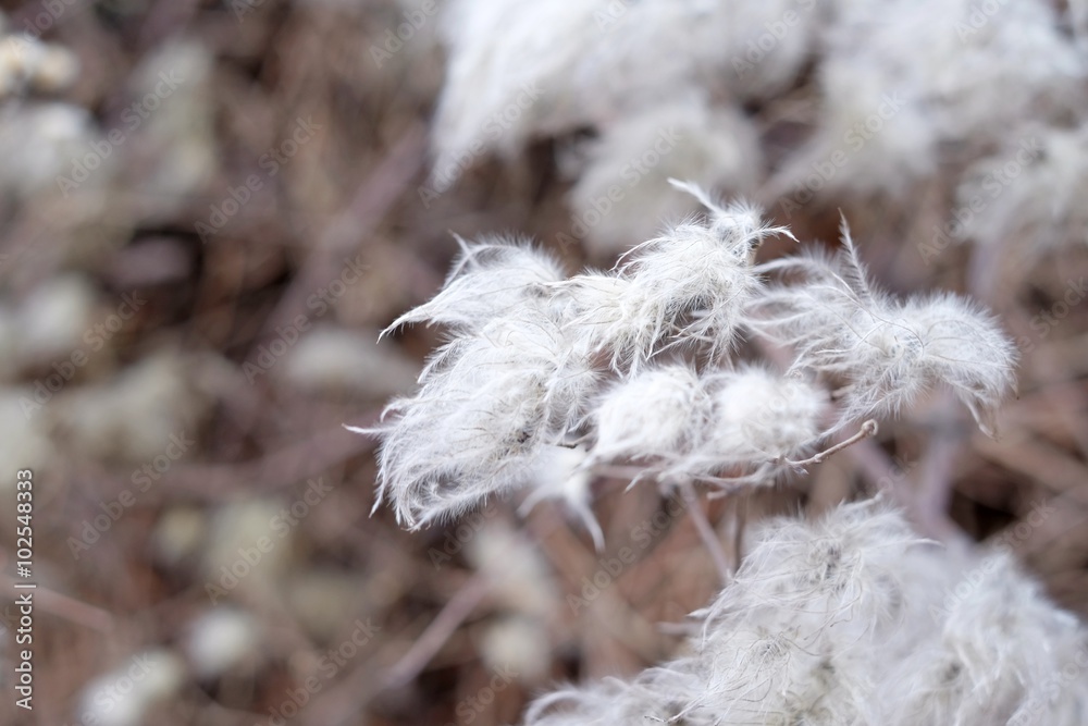 Hairy plant Hairy plant