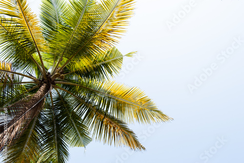 Coconut palm.on the background the sky