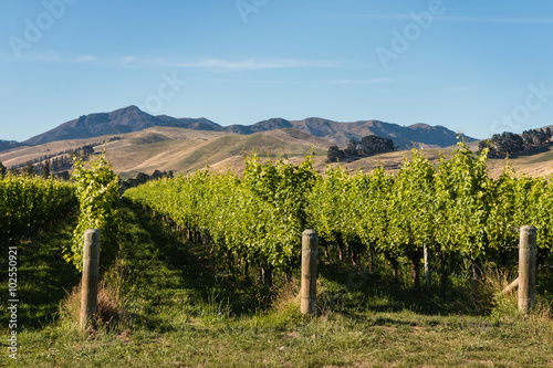 vineyards at Wither Hills, Marlborough, New Zealand