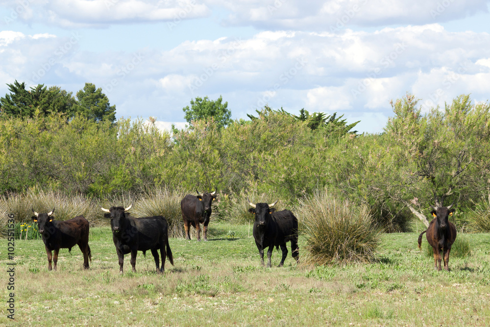 taureaux camarguais dans un champ