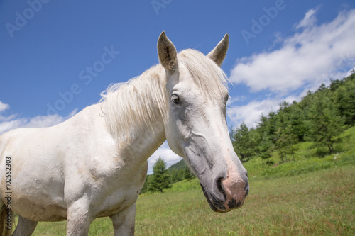 一頭の白馬