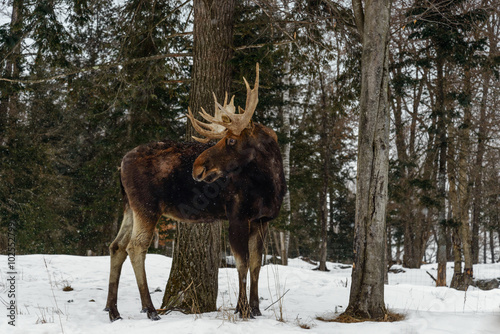 Moose with antlers (Omega Park of Quebec)