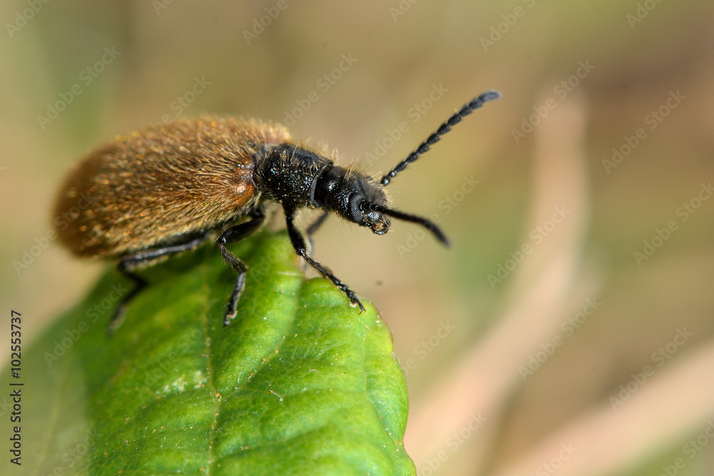 Lagria hirta beetle. A hairy beetle in the family Tenebrionidae, said to feed on Asteraceae and Apiaceae plants
Lagria hirta beetle. A hairy beetle in the family Tenebrionidae, said to feed on Asteraceae and Apiaceae plants