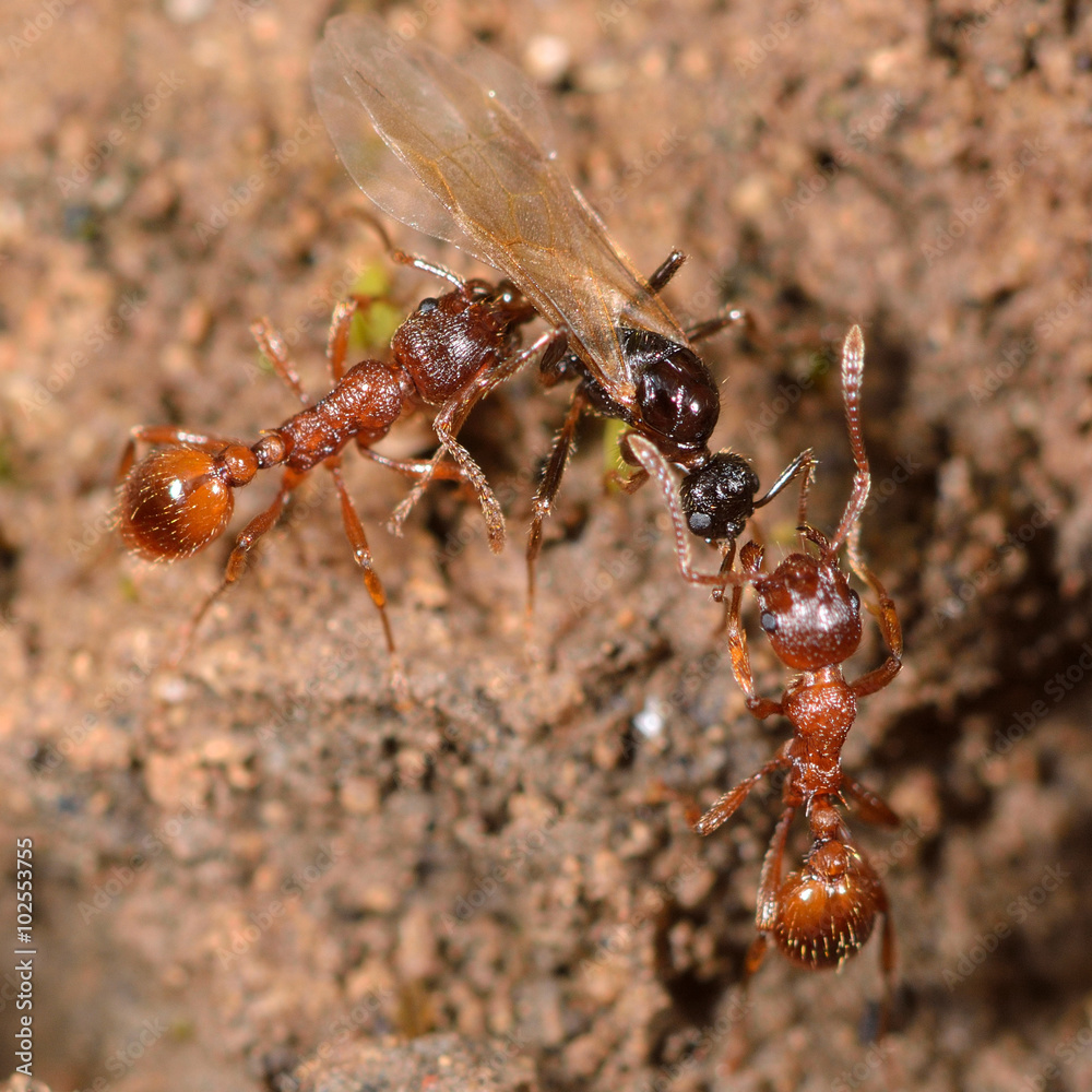 Red and black ants fighting. Common red ant (Myrmica rubra) workers