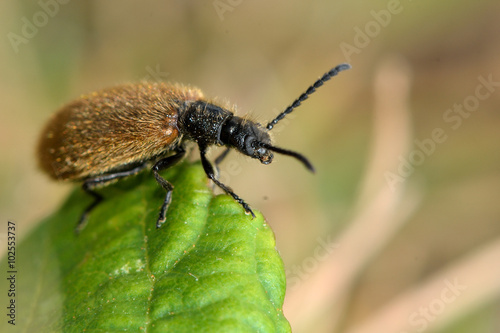 Lagria hirta beetle. A hairy beetle in the family Tenebrionidae, said to feed on Asteraceae and Apiaceae plants 