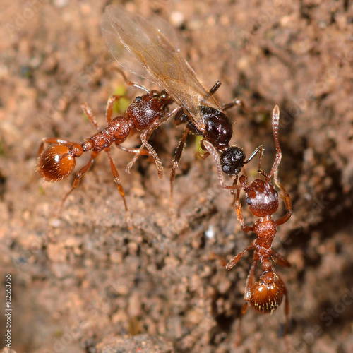 Red and black ants fighting. Common red ant (Myrmica rubra) workers attacking black garden ant (Lasius niger) winged male 