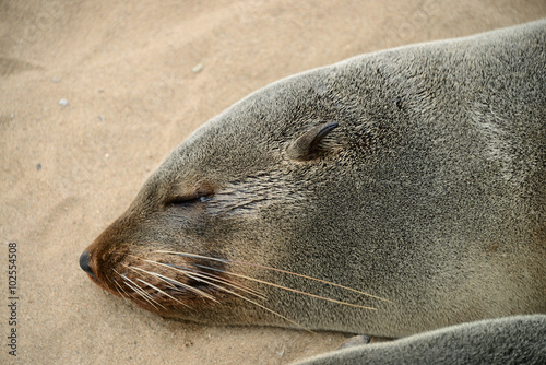 Seals, Cape Cross, Namibia © Travel Nerd