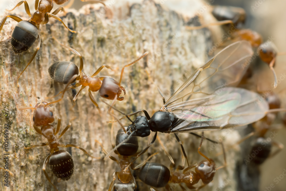 Swarming brown tree ants, Lasius brunneus on wood Swarming brown tree ants, Lasius brunneus on wood