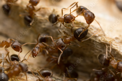Brown tree ants, Lasius brunneus on wood © Henrik Larsson