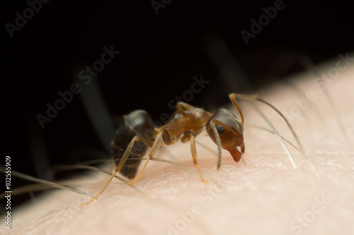 Agressive brown tree ant, Lasius brunneus biting human skin photo