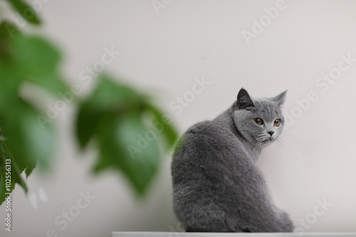 Cat sitting on wooden shelf against blurred wall background