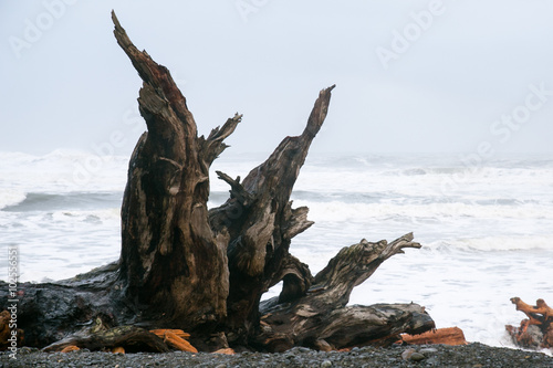Driftwood at the beach on a stormy day near La Push, WA