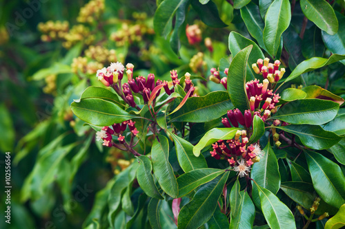 Woman sniffing fresh red raw sticks and blooming flowers growing on clove tree. Tropical plants, natural food spices, producing scented condiments and oil in Indonesian agricultural plantation.