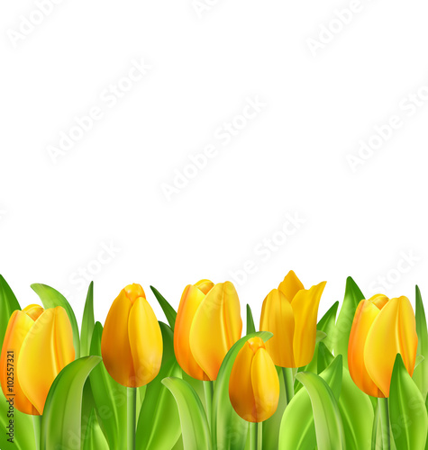 Beautiful Flowers Tulips Isolated