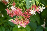 pink rangoon creeper flower in garden