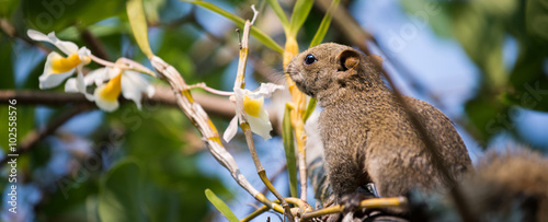 Pallas's squirrel or Red-bellied squirrel photo