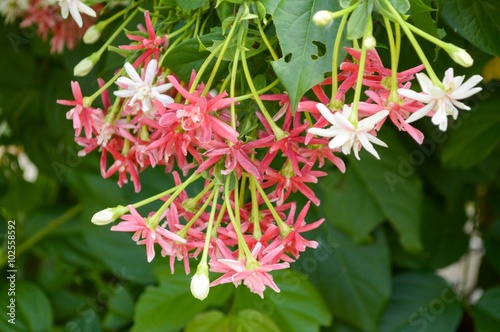 pink rangoon creeper flower in garden