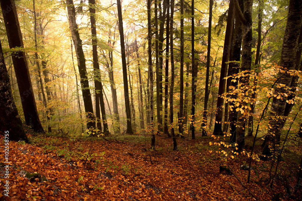 Fototapeta premium colorful autumn forest