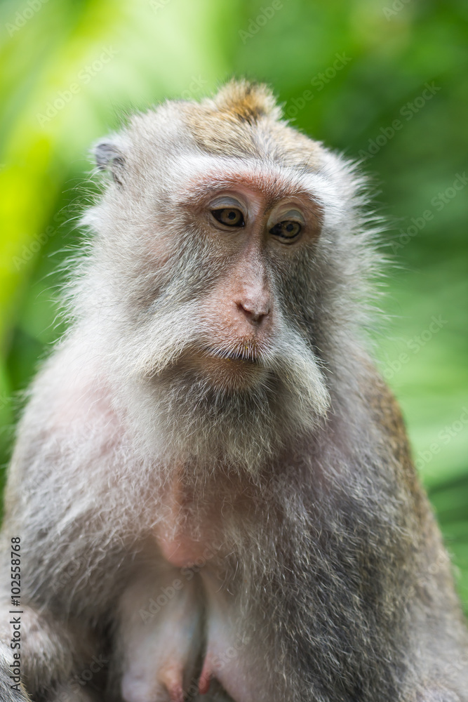 wild crab-eating macaque in Ubud Monkey Forest