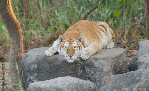 golden tabby tiger photo