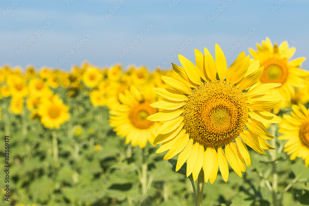 Sunflower blooming in field Sunflower blooming in field