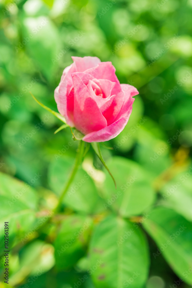 a bunch of roses in the garden