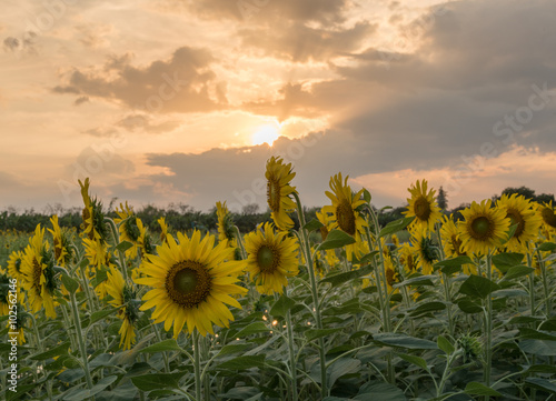 Field of sunflowers in sunset time
