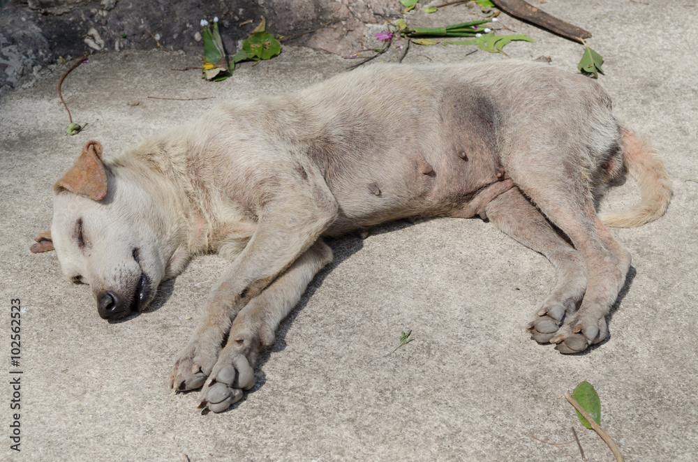 Homeless stray dog. Homeless stray dog.