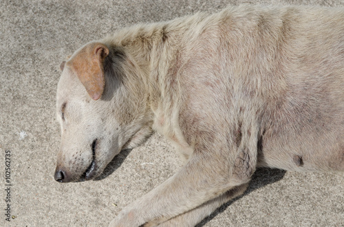 Fototapeta Naklejka Na Ścianę i Meble -  Homeless stray dog.